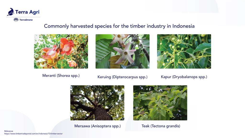 example of timber tree plantation production in Indonesia