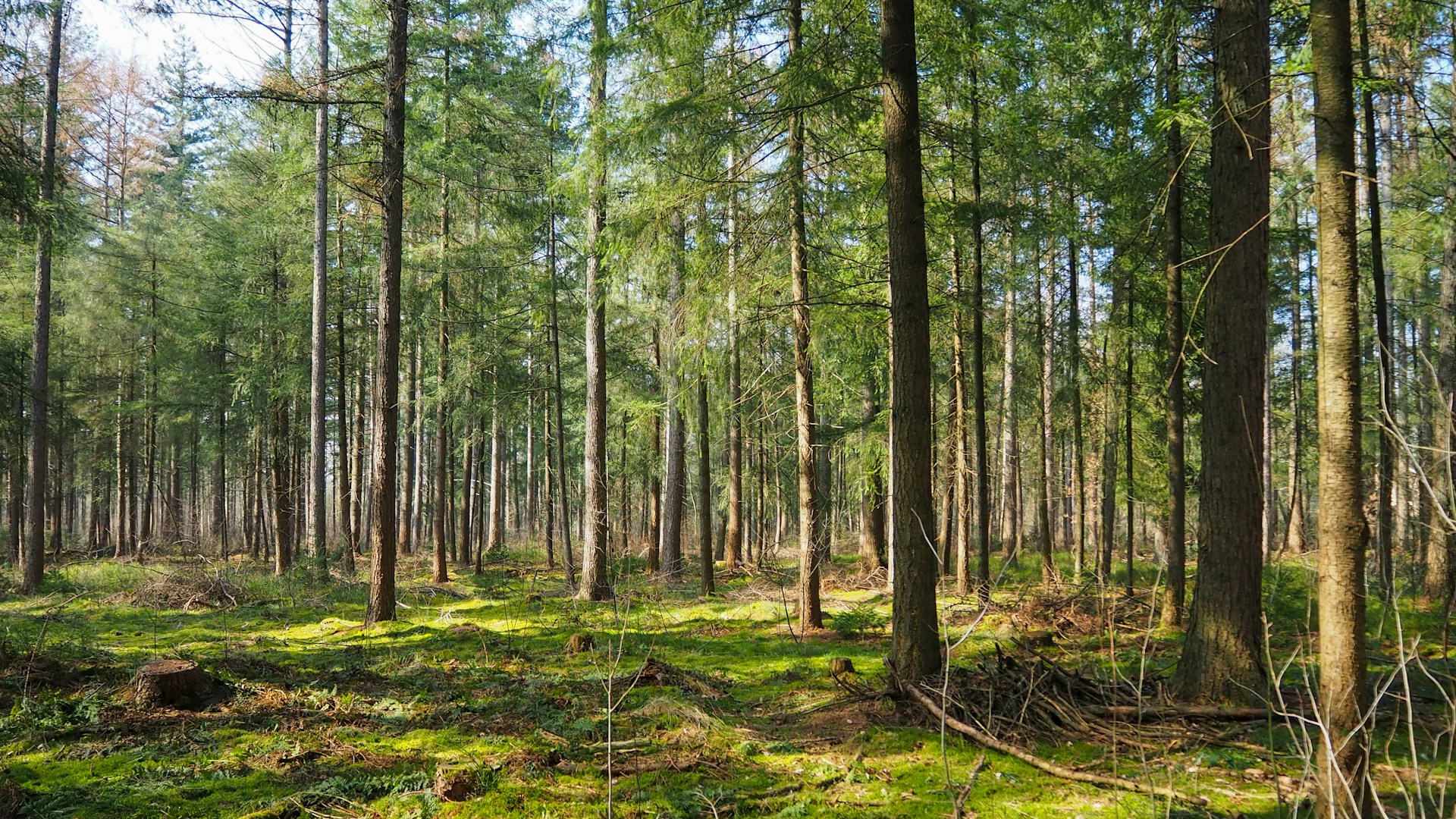 How Agriculture Drones Aid Timber Industry Sustainability Process