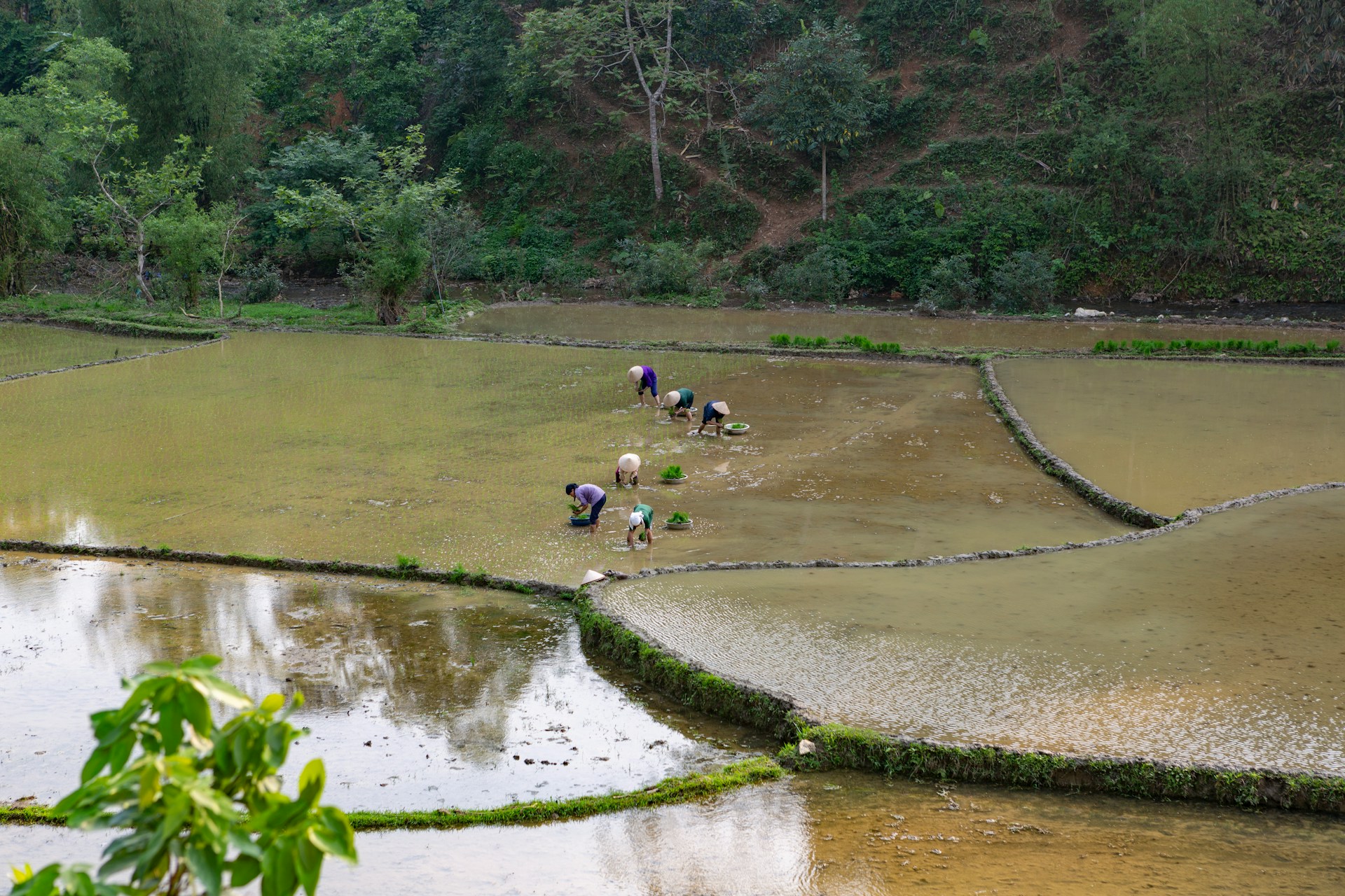 Leading Agricultural Technology in Southeast Asia: Thailand, Vietnam, Philippines