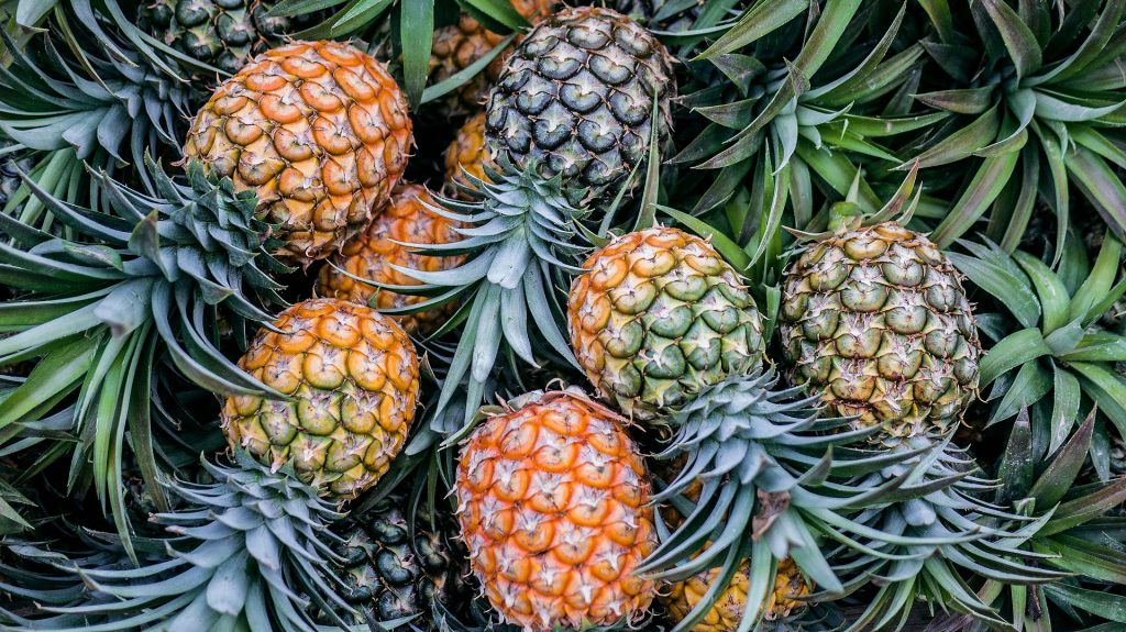 Thailand has become the world's leading exporter of canned pineapple