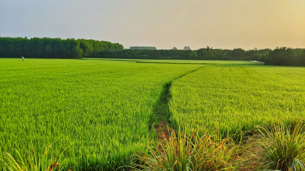 Vietnam is the major player of rice exporter