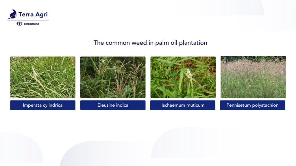 The most common weeds in palm oil plantation 
