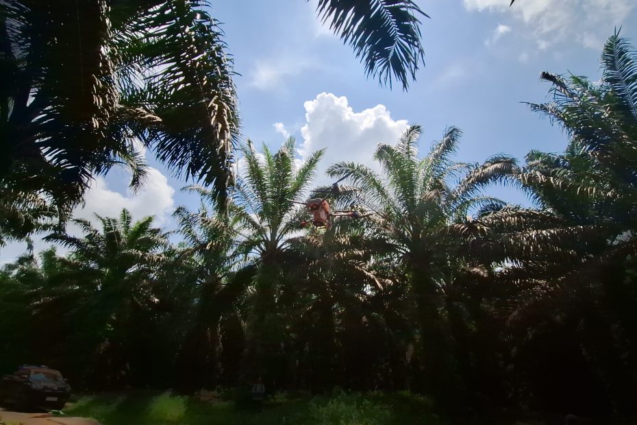 fertilizer drone application in palm oil plantation