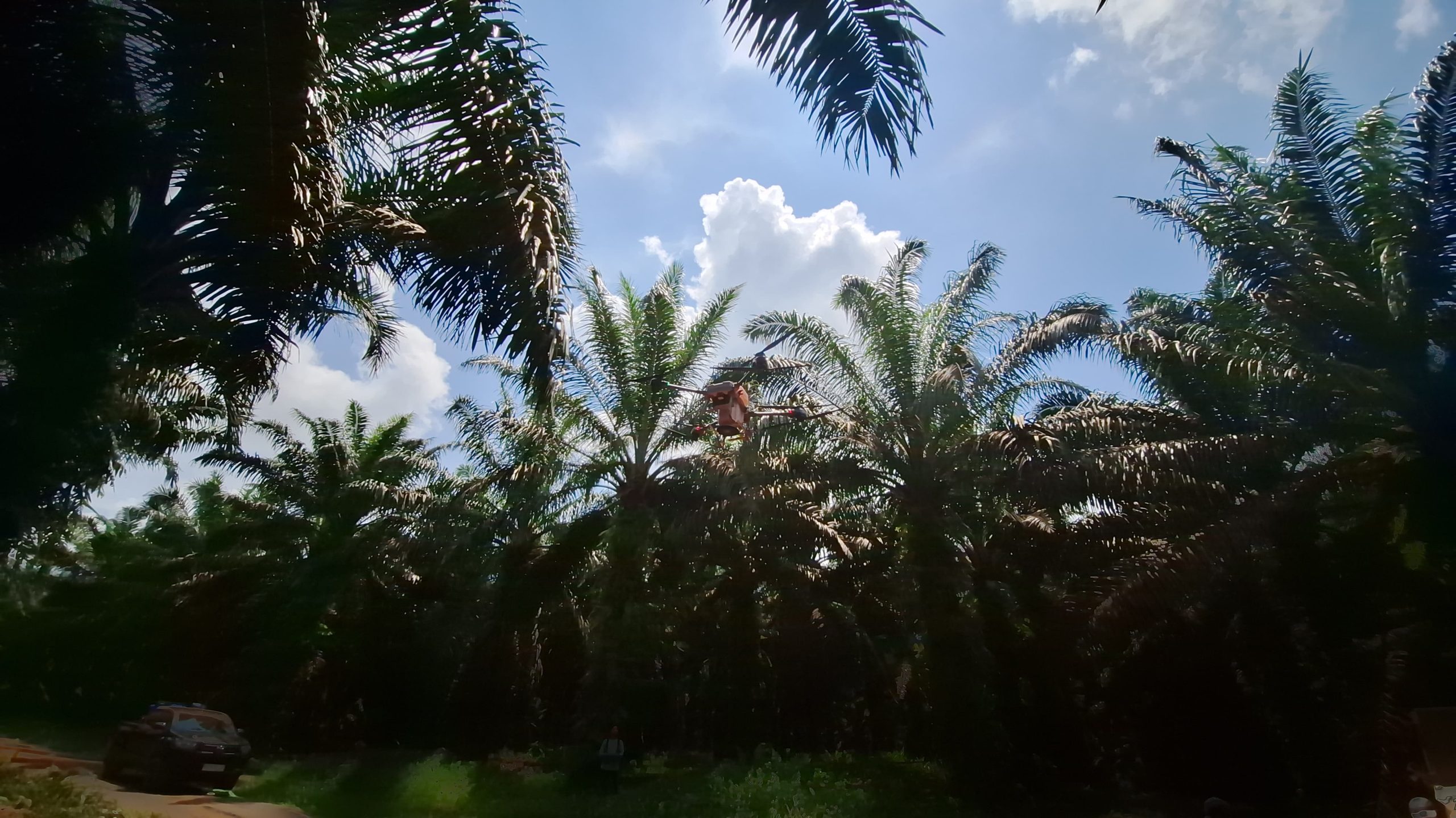 fertilizer drone application in palm oil plantation