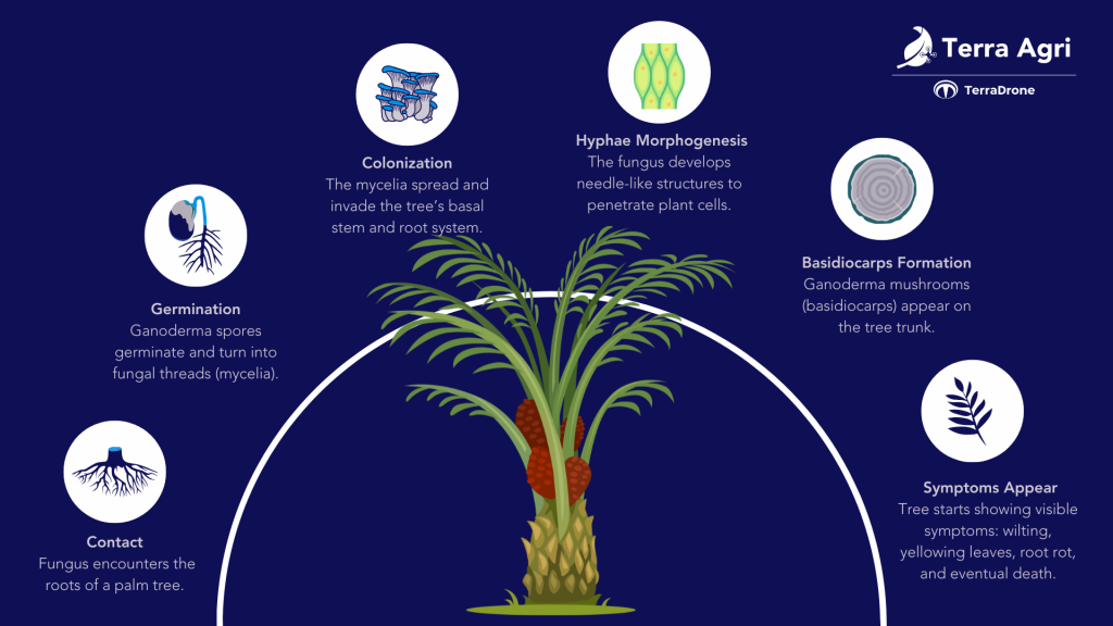 infographic Ganoderma process