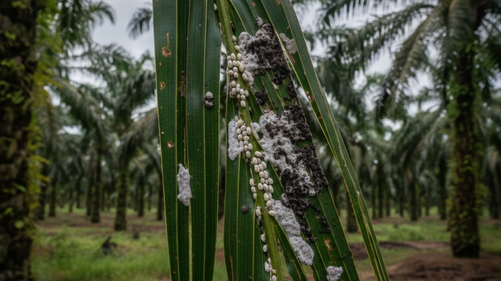 How Agriculture Spraying Drones Help Control Mealybug and Sooty Mold in Oil Palm Plantations