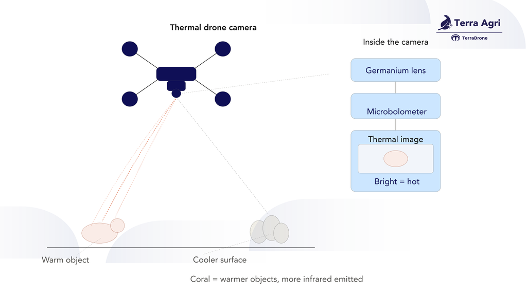 Infrared radiation from a warmer object (red) travels through the lens into the sensor, which converts it into a thermal image.